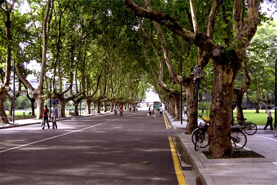南京的梧桐树为市民带来惬意绿荫(图片来源:江南时报)